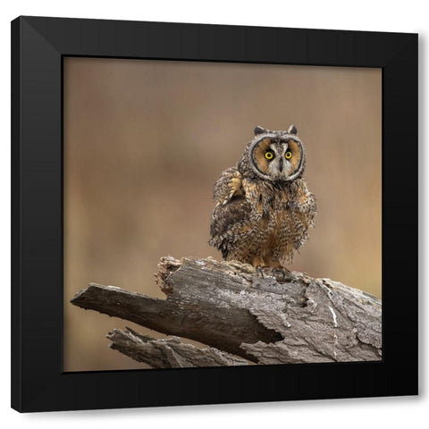 N/A Black Modern Wood Framed Art Print by Taksing