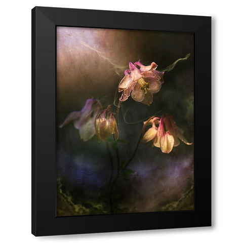 Common Columbine Black Modern Wood Framed Art Print by Zvinakeviciute, Kristina