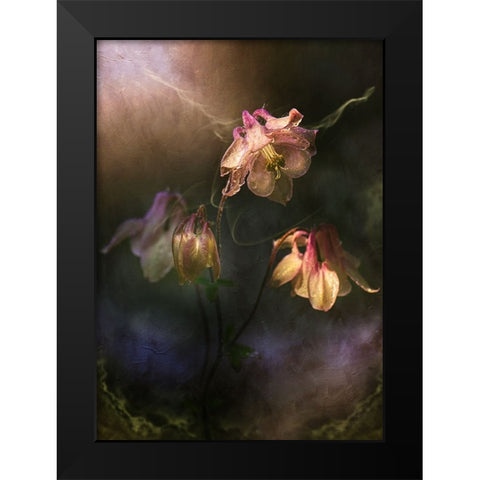 Common Columbine Black Modern Wood Framed Art Print by Zvinakeviciute, Kristina