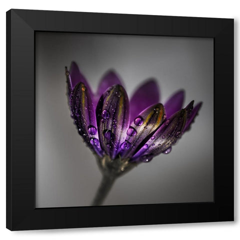 Broad-Leaved Anemone Black Modern Wood Framed Art Print by Wilson, Francis
