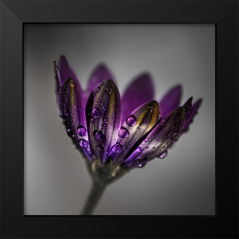 Broad-Leaved Anemone Black Modern Wood Framed Art Print by Wilson, Francis