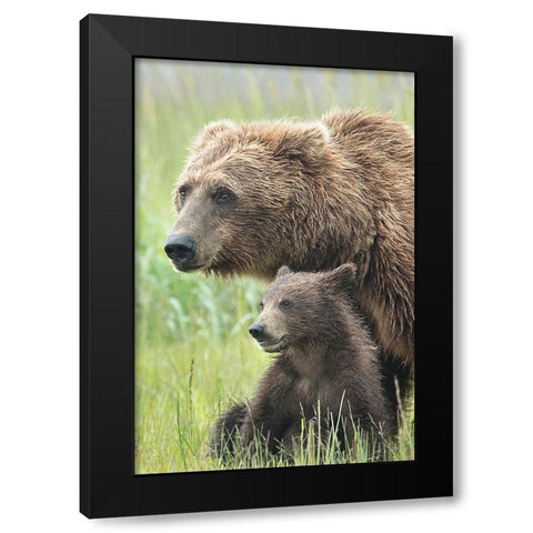 Momma Bear and Cub Portrait Black Modern Wood Framed Art Print by D Lester, Linda
