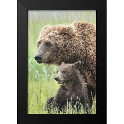 Momma Bear and Cub Portrait Black Modern Wood Framed Art Print by D Lester, Linda