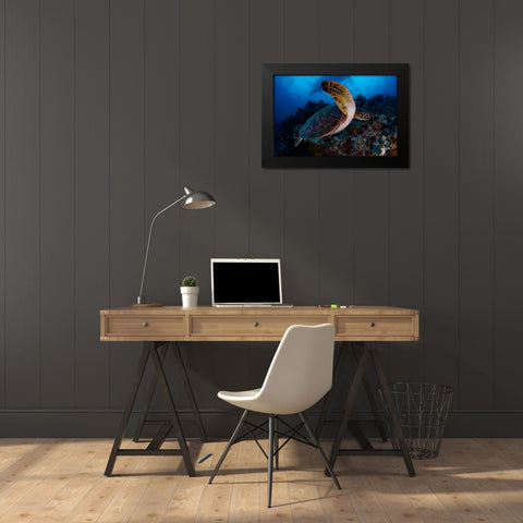 Green Sea Turtle Black Modern Wood Framed Art Print by Y Lin, Ryan