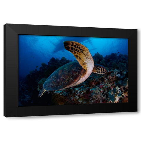 Green Sea Turtle Black Modern Wood Framed Art Print with Double Matting by Y Lin, Ryan