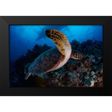 Green Sea Turtle Black Modern Wood Framed Art Print by Y Lin, Ryan