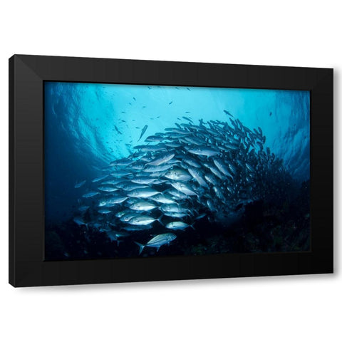 Crevalle Jack Fish Black Modern Wood Framed Art Print by Y Lin, Ryan