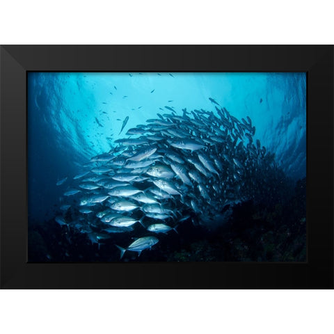 Crevalle Jack Fish Black Modern Wood Framed Art Print by Y Lin, Ryan