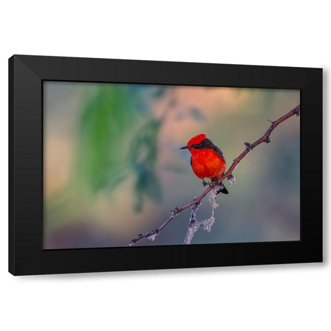 Vermilion Flycatcher Black Modern Wood Framed Art Print by Xu, Jian