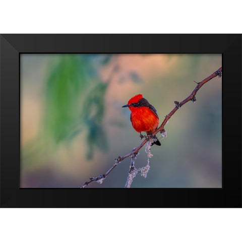 Vermilion Flycatcher Black Modern Wood Framed Art Print by Xu, Jian