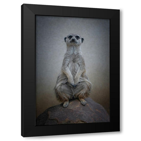 Suricata Suricatta - Sentinel Of The Desert Black Modern Wood Framed Art Print by Guillemot, Mathilde