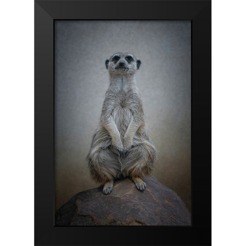 Suricata Suricatta - Sentinel Of The Desert Black Modern Wood Framed Art Print by Guillemot, Mathilde