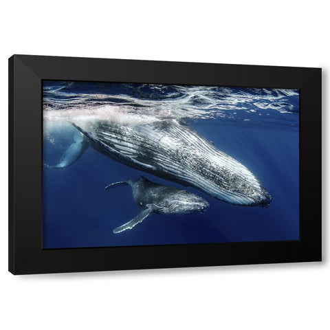 Humpback Whales Black Modern Wood Framed Art Print by Peneau, Cedric