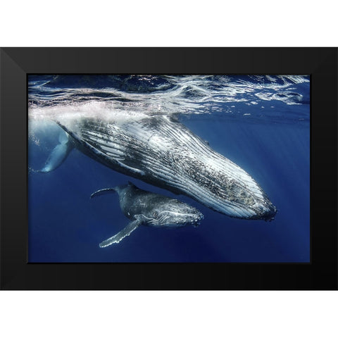 Humpback Whales Black Modern Wood Framed Art Print by Peneau, Cedric