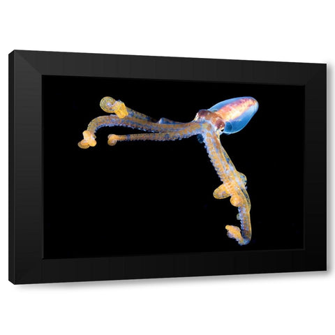 Victory Black Modern Wood Framed Art Print by Ichinoseki, Sayaka