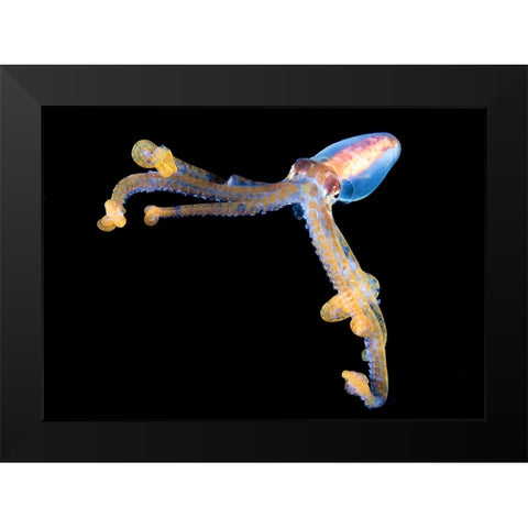 Victory Black Modern Wood Framed Art Print by Ichinoseki, Sayaka