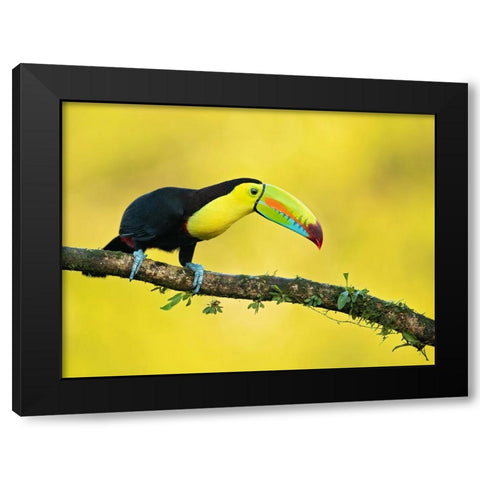 Keel-Billed Toucan Black Modern Wood Framed Art Print with Double Matting by Zygmunt, Milan