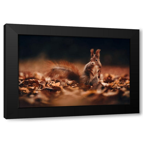 Red Squirrel (Sciurus Vulgaris) Black Modern Wood Framed Art Print by Furch, Lukas
