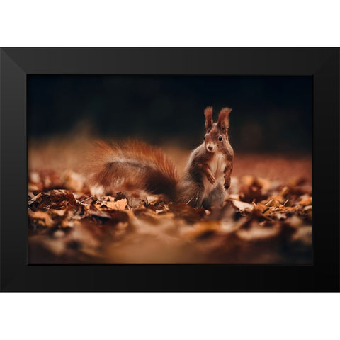 Red Squirrel (Sciurus Vulgaris) Black Modern Wood Framed Art Print by Furch, Lukas