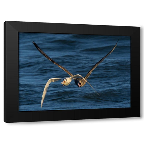 Chase On The High Sea Black Modern Wood Framed Art Print by Fan, John