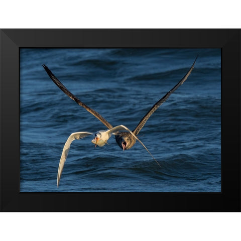 Chase On The High Sea Black Modern Wood Framed Art Print by Fan, John