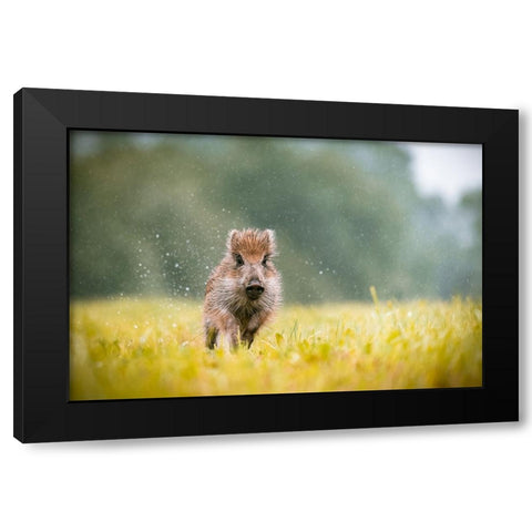 The Wild Boar (Sus Scrofa) Black Modern Wood Framed Art Print by Rozehnal, Jan