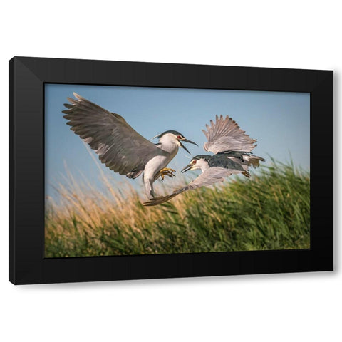 Courtship Black Modern Wood Framed Art Print with Double Matting by Hu, Mei