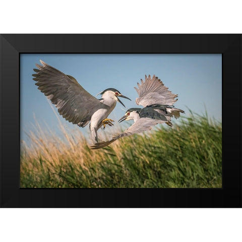 Courtship Black Modern Wood Framed Art Print by Hu, Mei