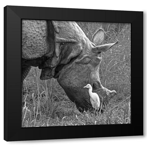 Beauty And The Beast! Black Modern Wood Framed Art Print with Double Matting by Dhanorkar, Saurabh