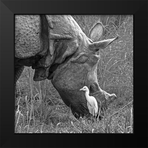 Beauty And The Beast! Black Modern Wood Framed Art Print by Dhanorkar, Saurabh