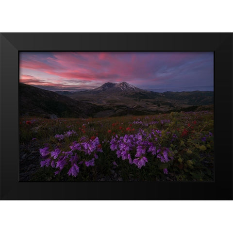 Blooming Wildflower At Mt. St Helens Black Modern Wood Framed Art Print by Jacobs, Lydia