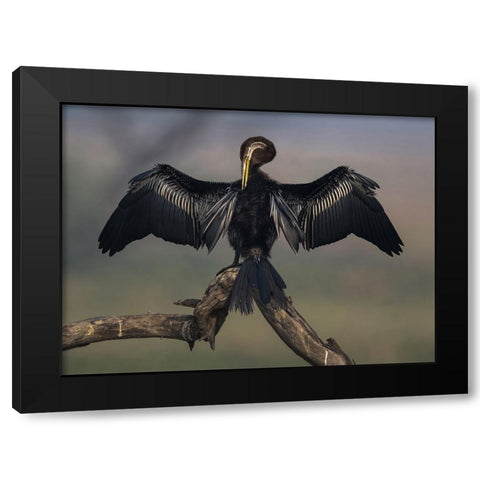 Darter Drying Wings At Bharatpur Black Modern Wood Framed Art Print by Sarkar, Partha
