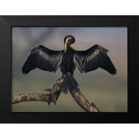 Darter Drying Wings At Bharatpur Black Modern Wood Framed Art Print by Sarkar, Partha