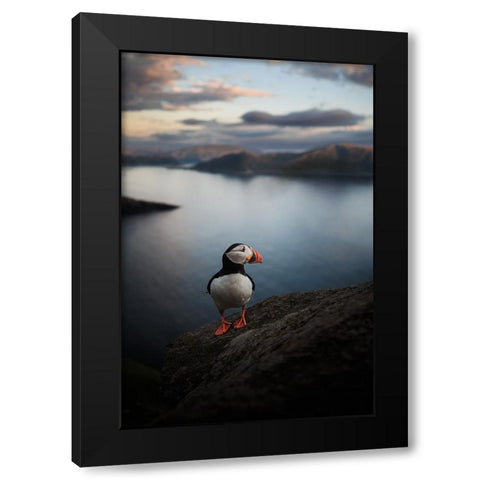 A Puffin With A View Black Modern Wood Framed Art Print by Renmyr, Magnus