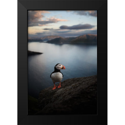 A Puffin With A View Black Modern Wood Framed Art Print by Renmyr, Magnus