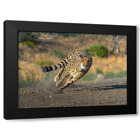 Cheetah Black Modern Wood Framed Art Print by Huang, Johnson