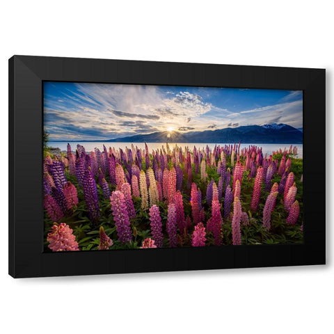 Lupins lakeside Black Modern Wood Framed Art Print by Zhen Yu, James