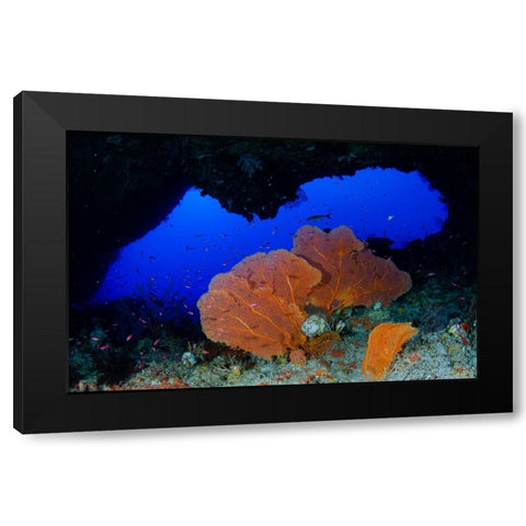 Red Sea Fan Black Modern Wood Framed Art Print by Y Lin, Ryan