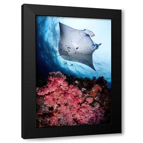 Manta and reef Black Modern Wood Framed Art Print by Peneau, Cedric
