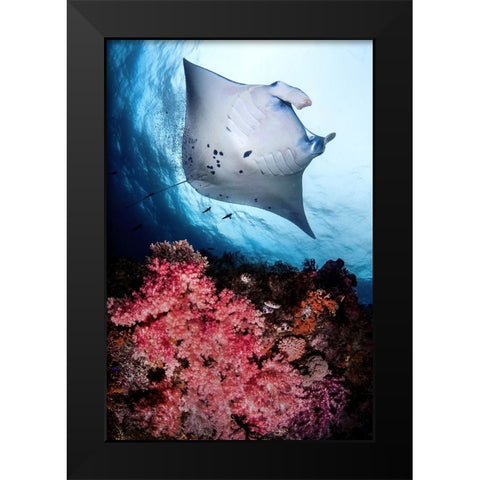 Manta and reef Black Modern Wood Framed Art Print by Peneau, Cedric