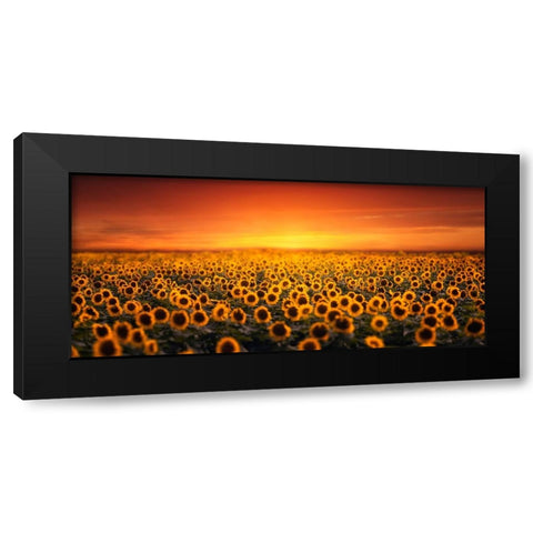 Sunset On Sunflower Field Black Modern Wood Framed Art Print with Double Matting by Seo, Tiger