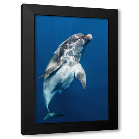 Hello you ! Black Modern Wood Framed Art Print by Peneau, Cedric