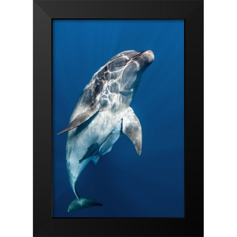 Hello you ! Black Modern Wood Framed Art Print by Peneau, Cedric