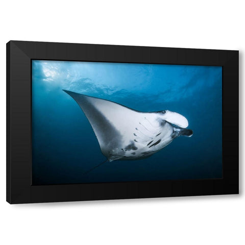 Majestic Manta Black Modern Wood Framed Art Print by Peneau, Cedric