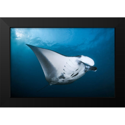 Majestic Manta Black Modern Wood Framed Art Print by Peneau, Cedric
