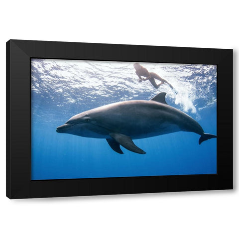 Dolphin And Human Black Modern Wood Framed Art Print by Peneau, Cedric