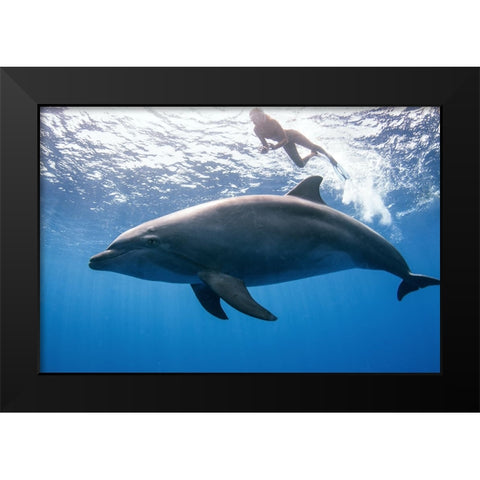 Dolphin And Human Black Modern Wood Framed Art Print by Peneau, Cedric
