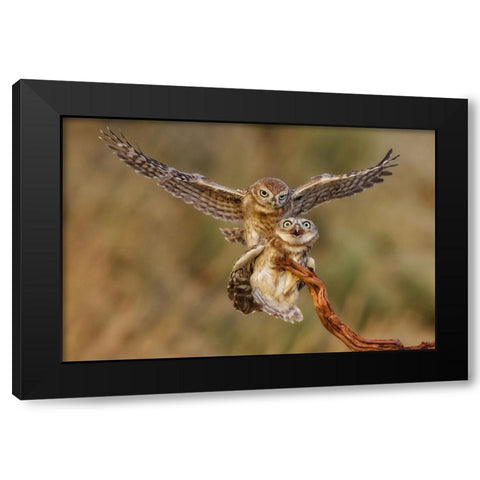 Little Owls Black Modern Wood Framed Art Print by Manusevich, David