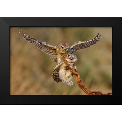 Little Owls Black Modern Wood Framed Art Print by Manusevich, David