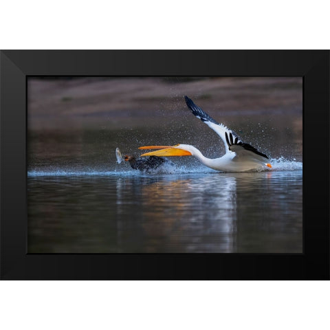 Gimme The Fish! Black Modern Wood Framed Art Print by Tseng, Judy